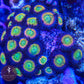Sunny D Zoa 3+ Heads - Royal Reef