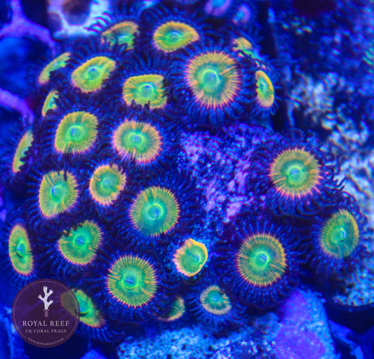 Sunny D Zoa 3+ Heads - Royal Reef