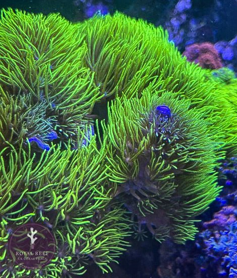 Ultra Green Star Polyp (GSP) - Royal Reef