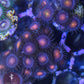 UNKNOWN RED/ORANGE Zoa 3+ Heads - Royal Reef