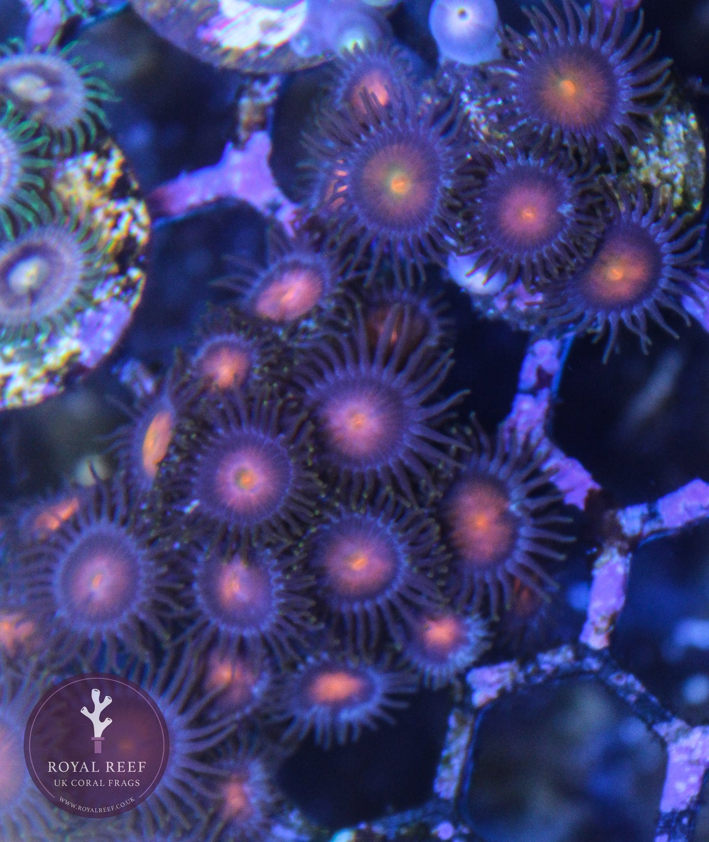 UNKNOWN RED/ORANGE Zoa 3+ Heads - Royal Reef