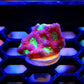 War Coral Red with Lime Green Eyes - Royal Reef