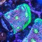 Watermelon Chalice - Royal Reef