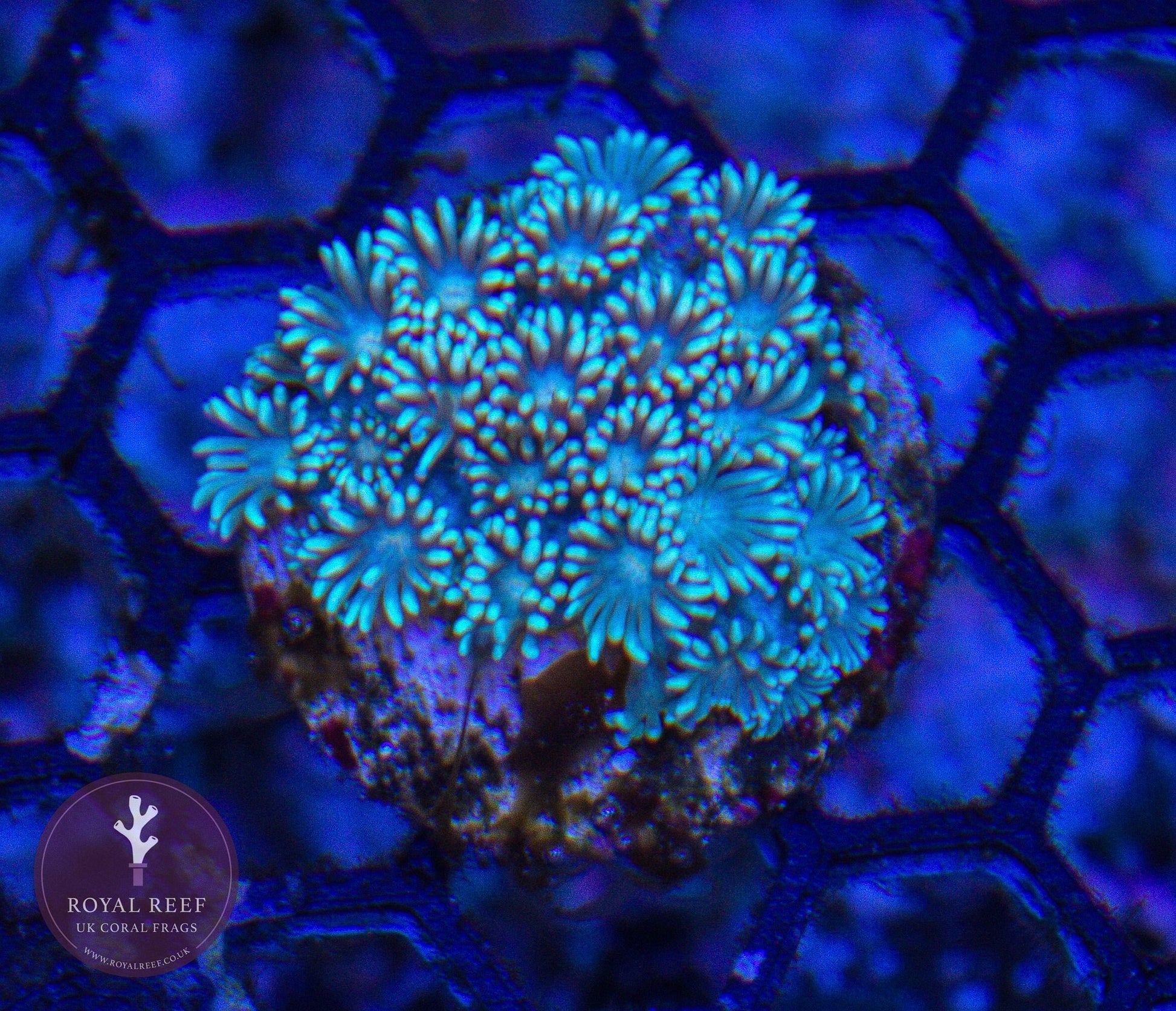 White Gonipora - Royal Reef