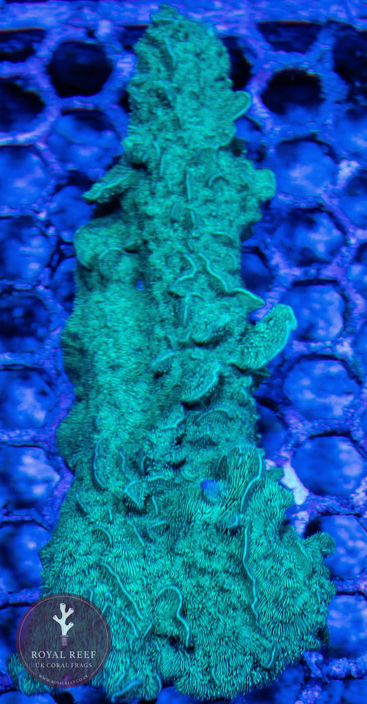 WYSIWYG LARGE Green Pavona Coral (2) - Royal Reef
