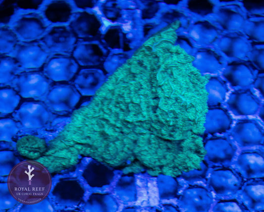 WYSIWYG LARGE Green Pavona Coral - Royal Reef