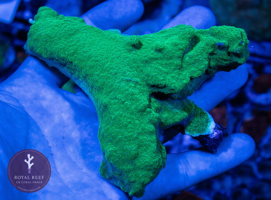 WYSIWYG LARGE TONGA BRANCH Green Plating Montipora (2) - Royal Reef