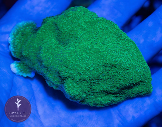 WYSIWYG MEDIUM Green Plating Montipora (3) - Royal Reef