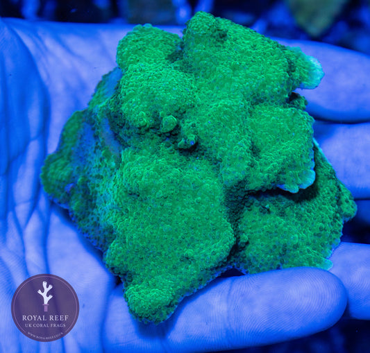 WYSIWYG MEDIUM Green Plating Montipora (4) - Royal Reef
