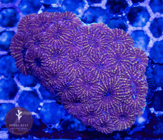 WYSIWYG Orange Acan COLONY - Royal Reef