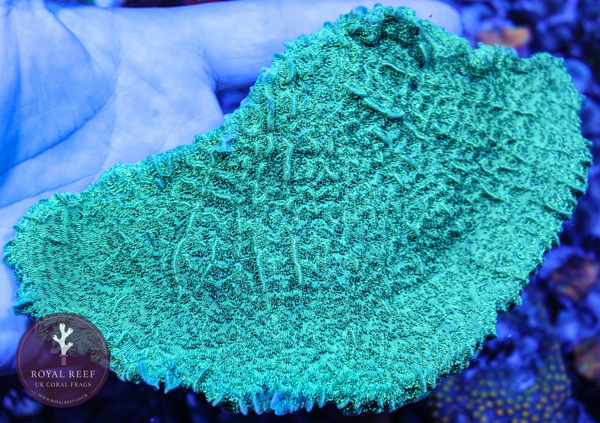 WYSIWYG XL LARGE Green Pavona Coral - Royal Reef