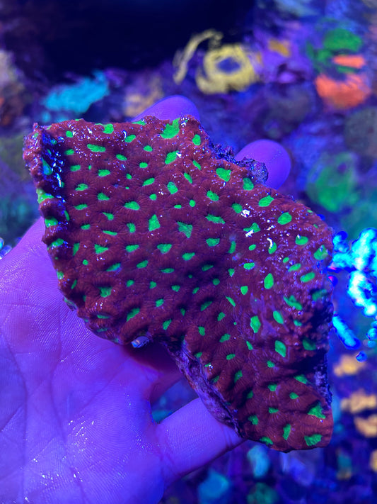 WYSIWYG XL War Coral Red with Lime Green Eyes - Royal Reef