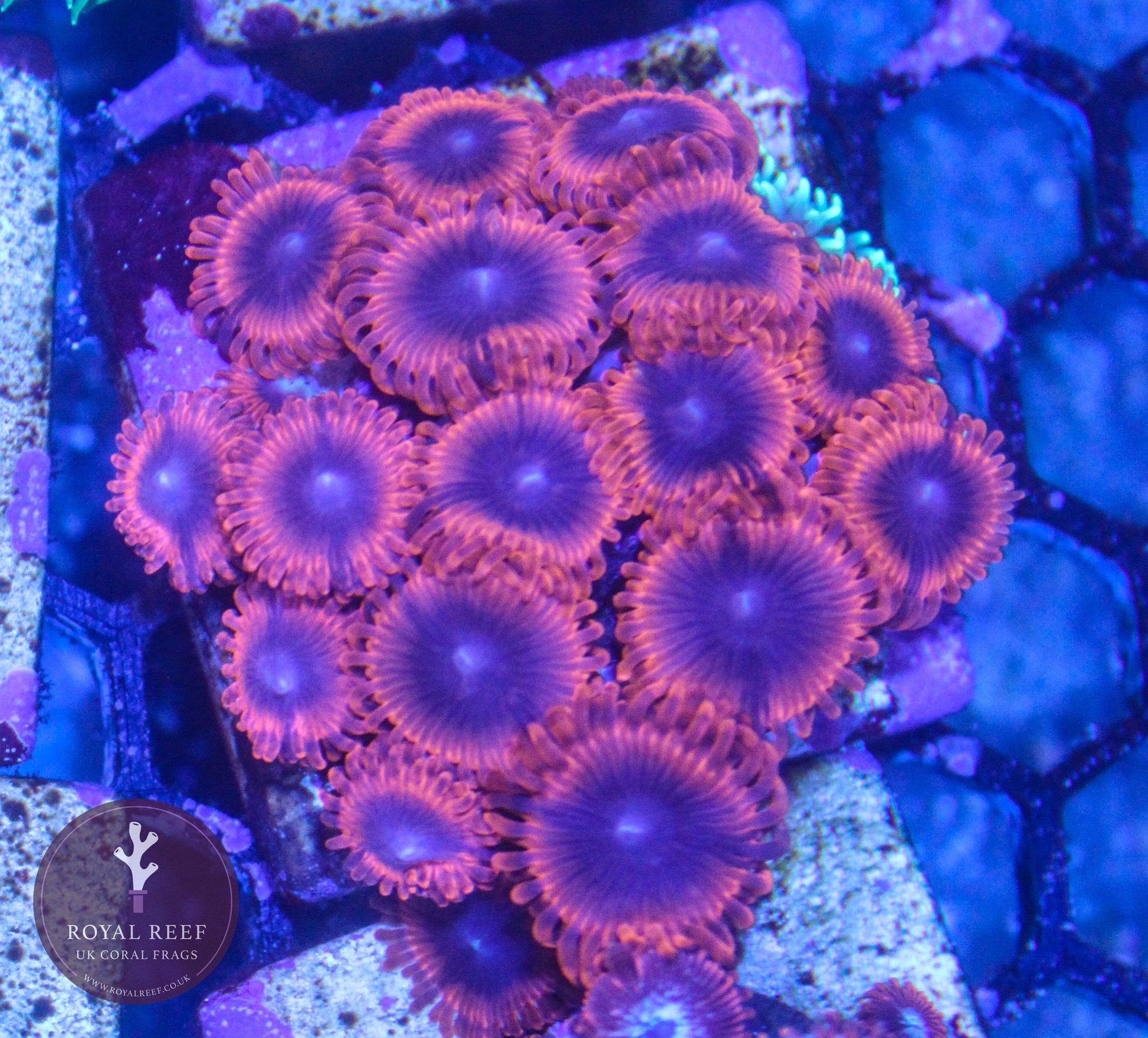 X-MEN Zoa 3+ Heads - Royal Reef