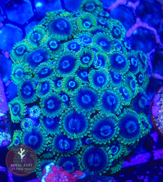 Yoda Zoa 3+ Heads - Royal Reef