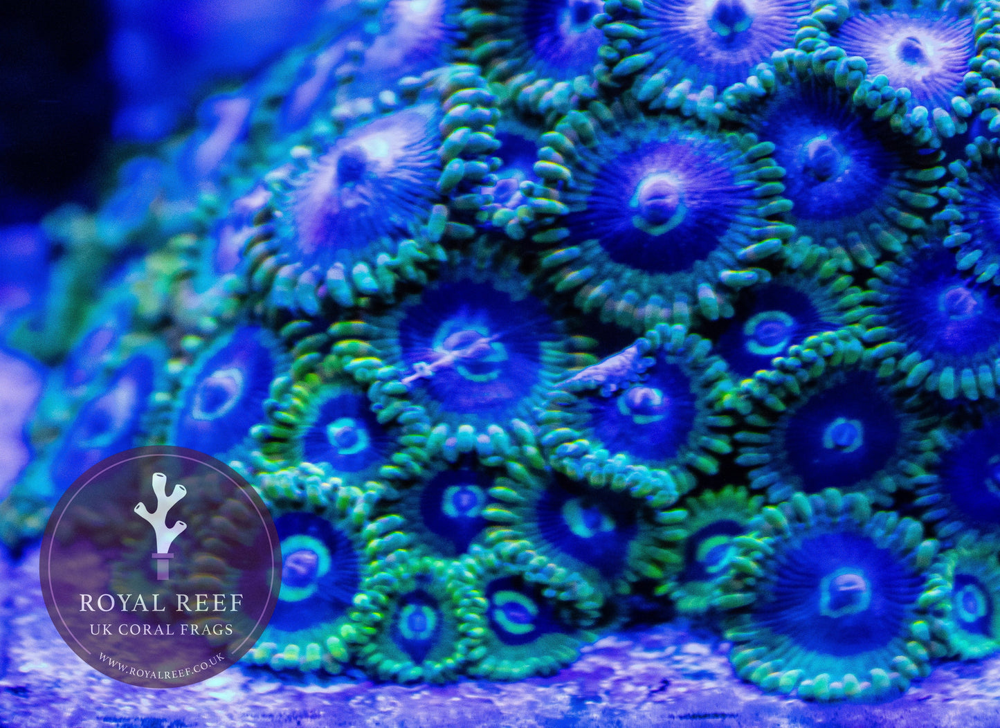 Yoda Zoa 3+ Heads - Royal Reef